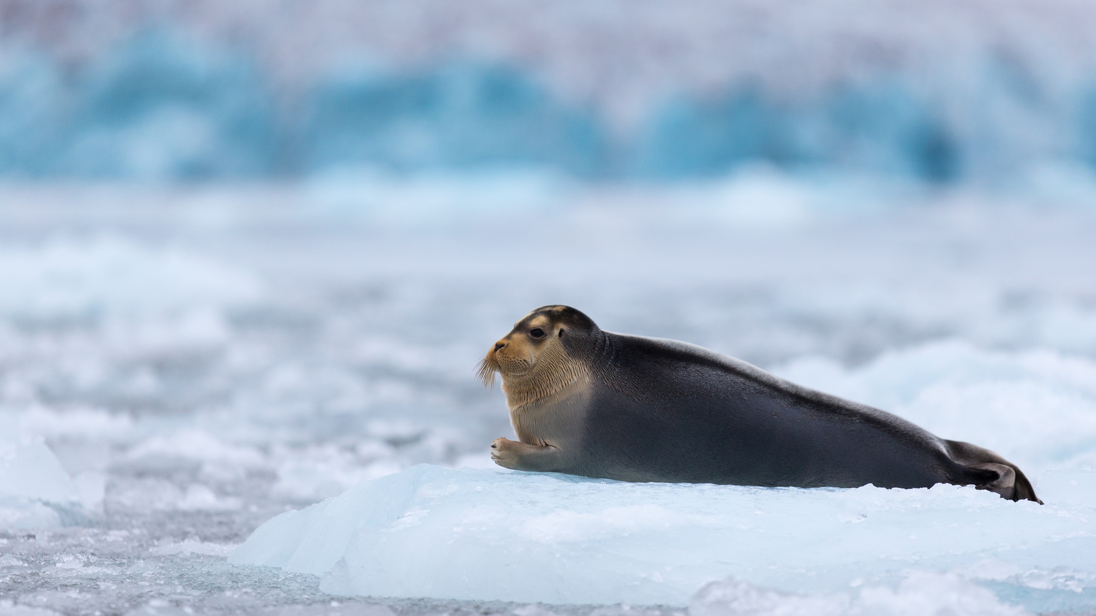 Bearded Seal, Arctic, Pacific, Ocean, Hudson Bay, ice, blue, white, water, tourism, HD Wallpaper