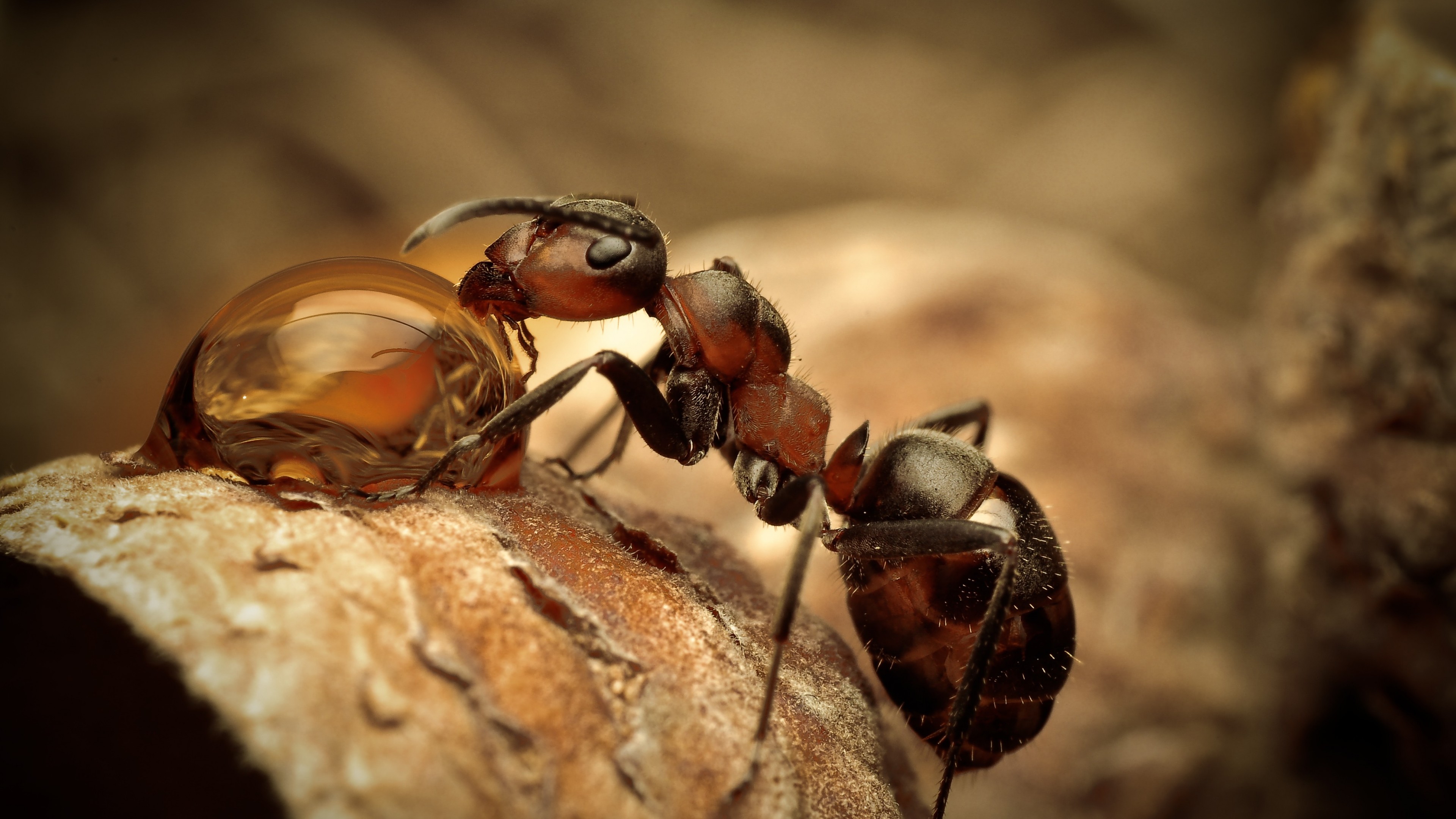 Ants, insects, water drops, macro, brown, Drinking, Water, HD Wallpaper