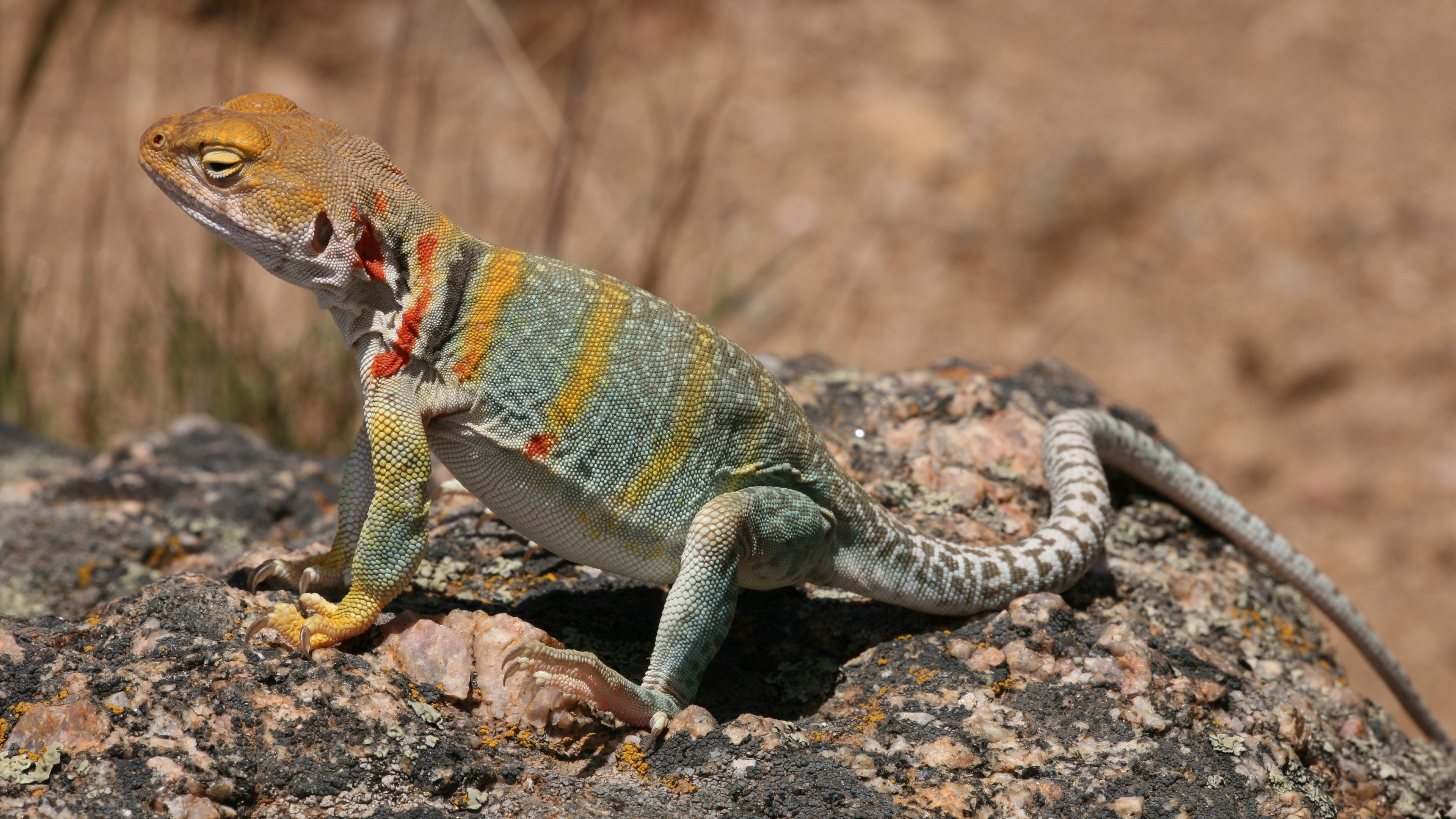 Crotaphytus collaris, Mexico, Lizard, colorful, stone, nature, tourism, HD Wallpaper