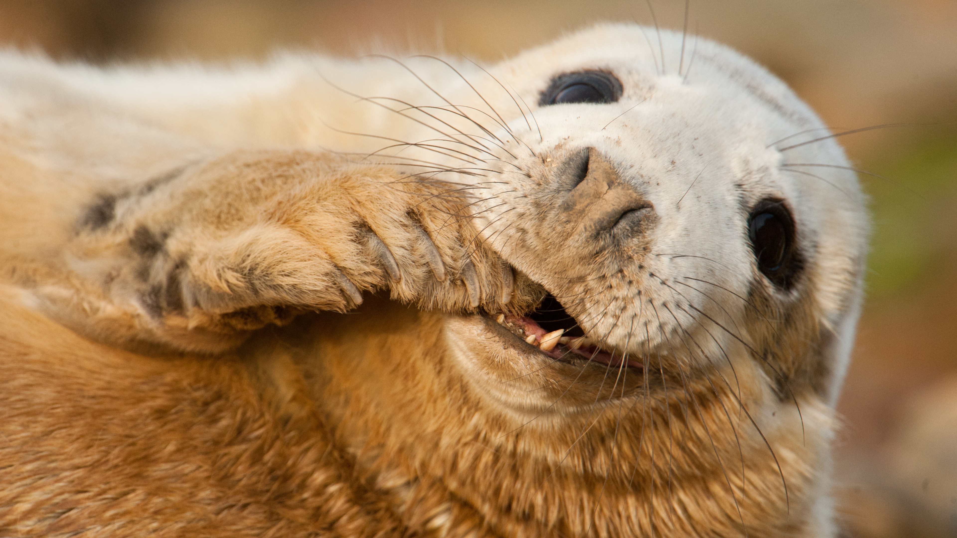 Grey seal, Scotland, Sable Island, funny, Teeth, Young, tourism, HD Wallpaper