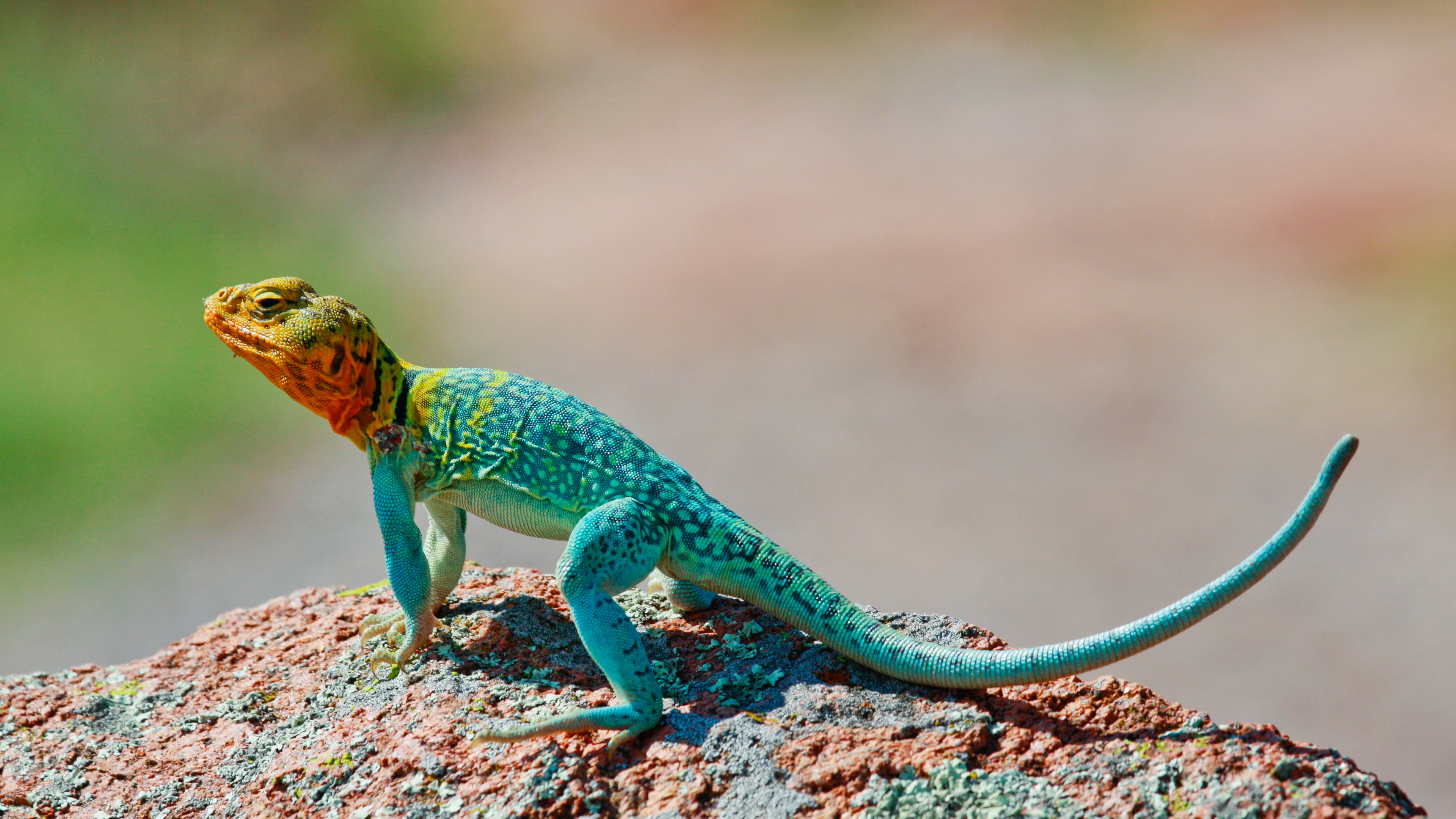 Crotaphytus collaris, Mexico, Lizard, colorful, stone, nature, tourism, HD Wallpaper