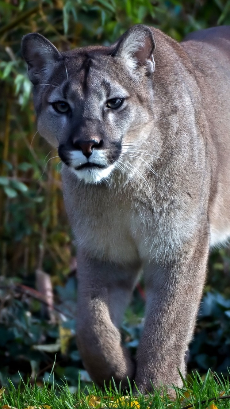Animal Cougar, 750x1334, Phone HD Wallpaper