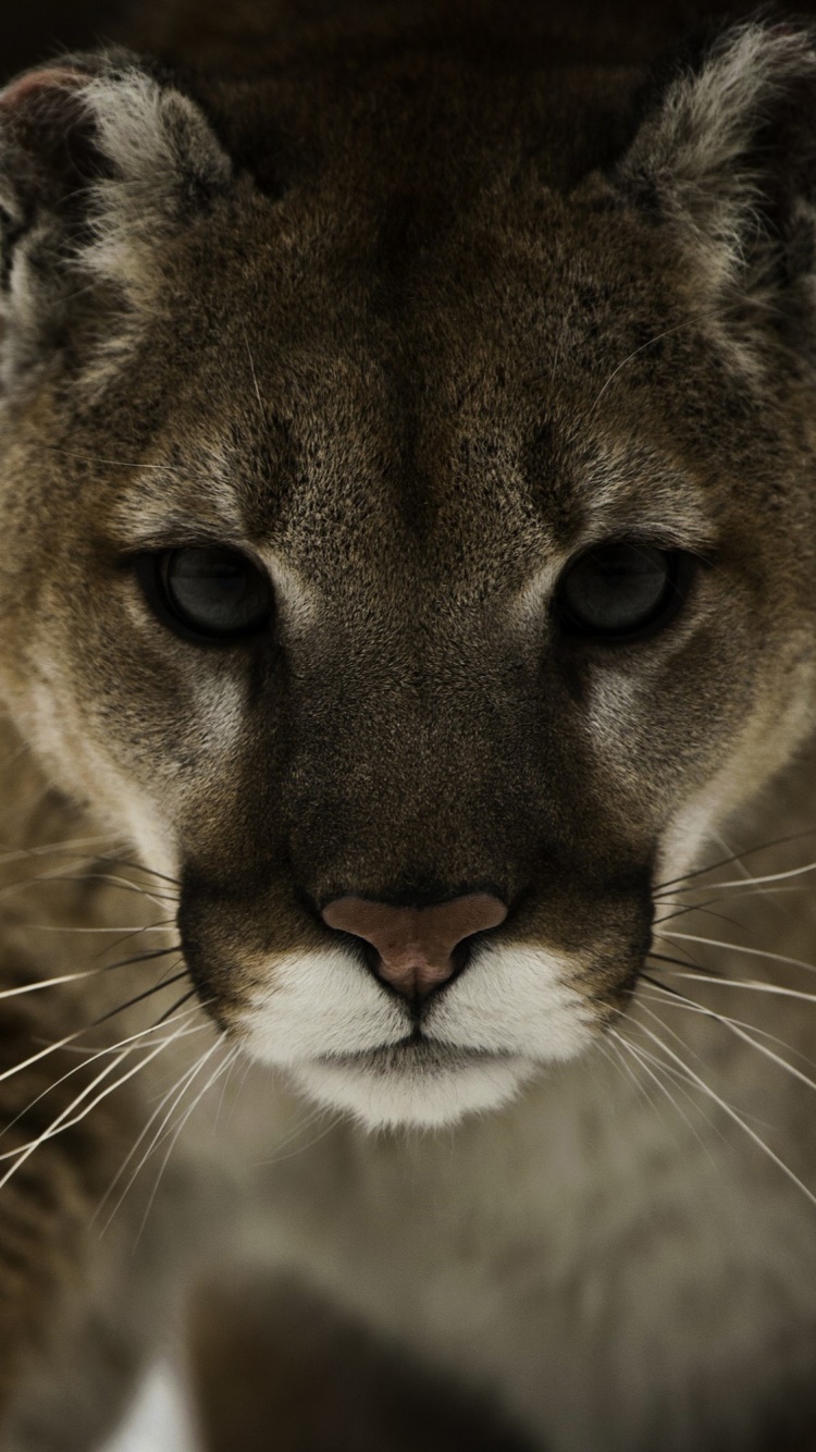 Animal Cougar, 750x1334, Phone HD Wallpaper
