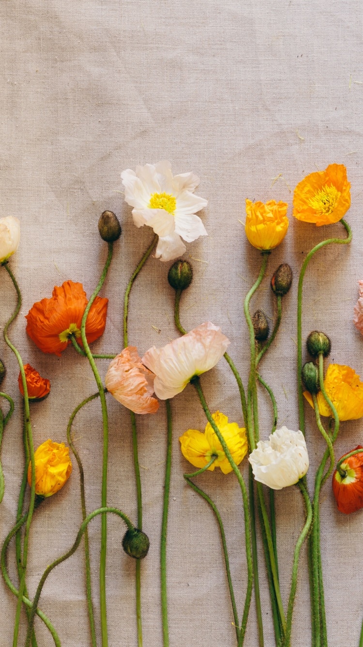 Man Made Flower, Orange Flower, Yellow Flower, White Flower, Poppy, 750x1334, Phone HD Wallpaper