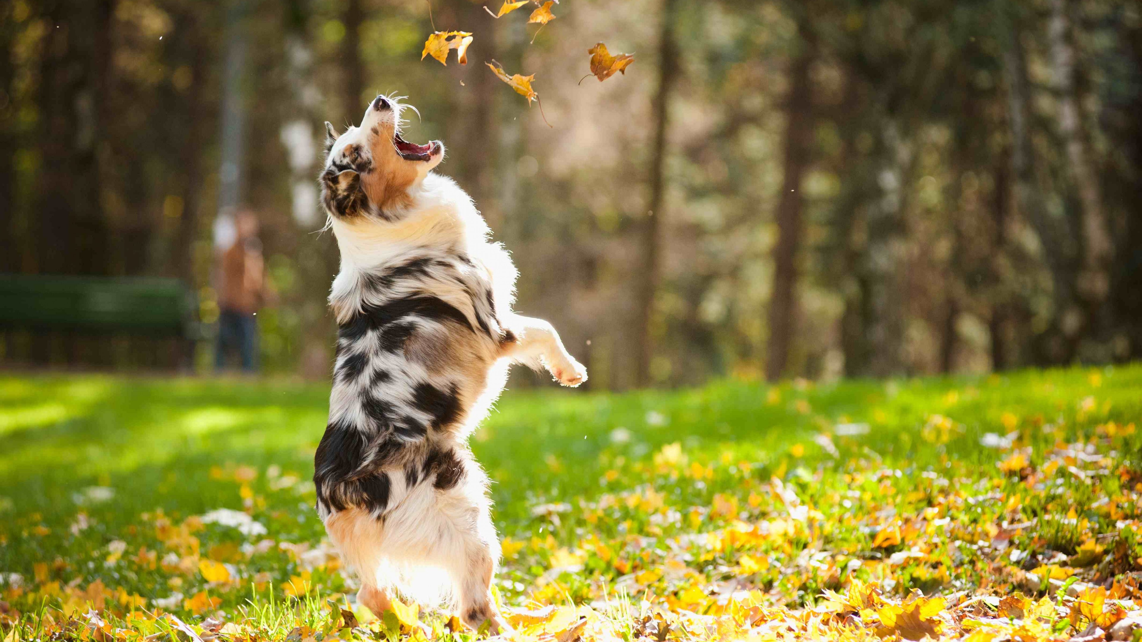 Dog, puppy, jumping, leaves, autumn, pet, green grass, park, HD Wallpaper