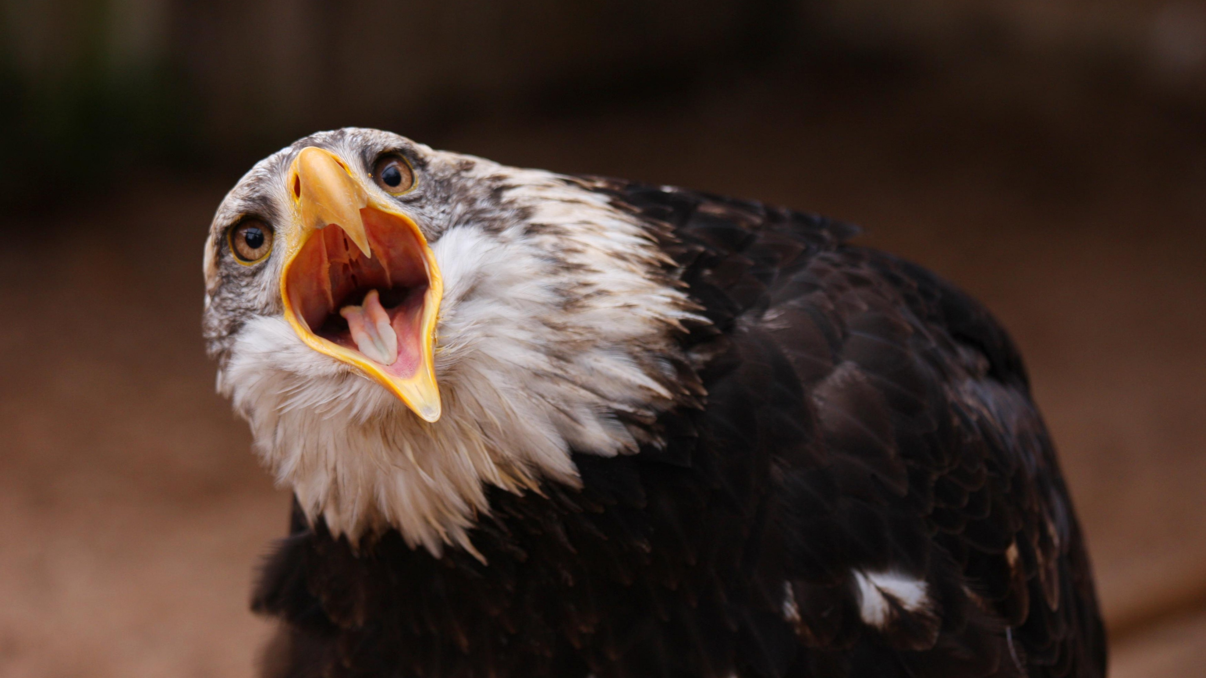 Eagle, bird, feathers, shout, eyes, nature, HD Wallpaper