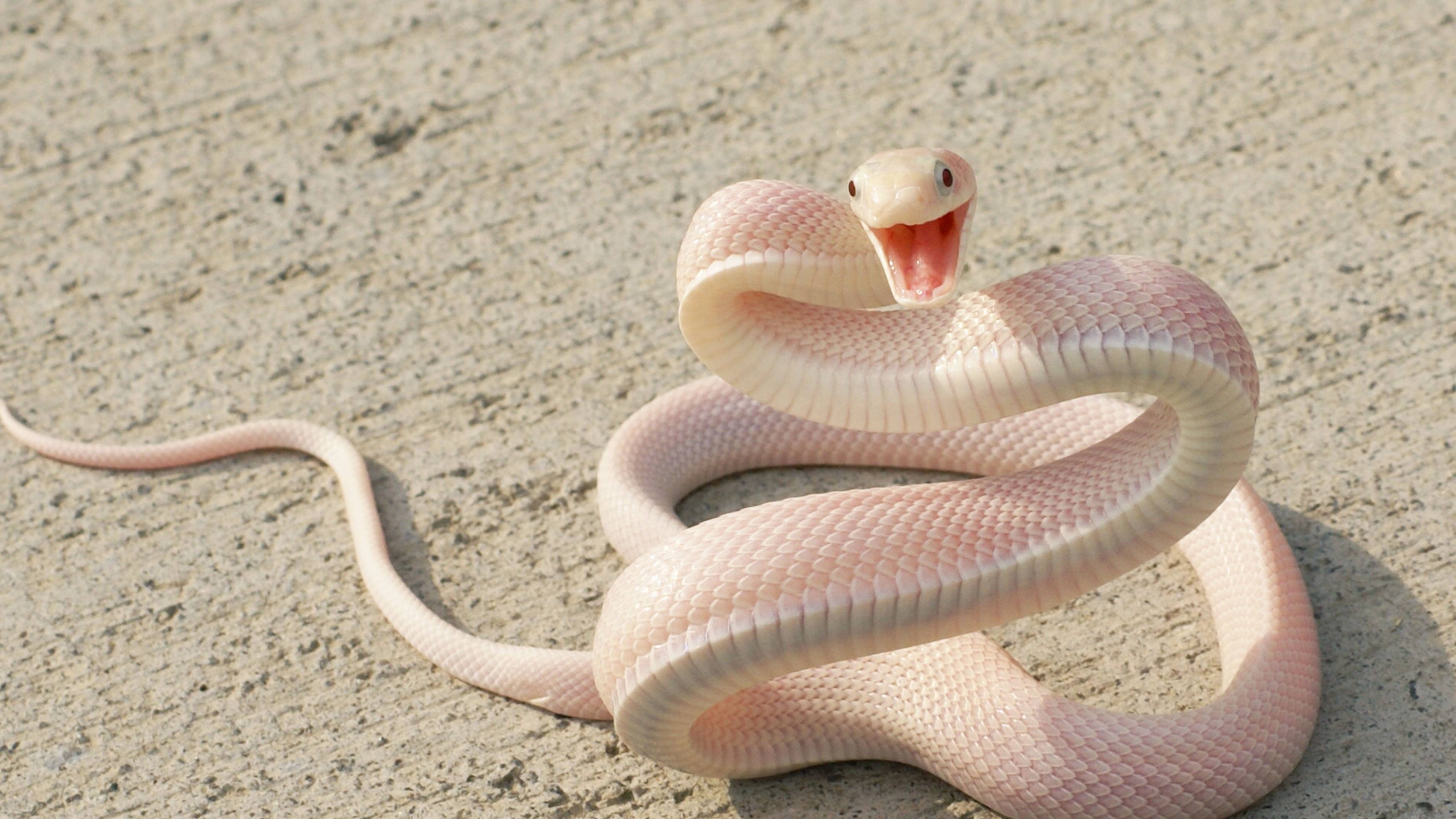 Snake, Pink Snake, asphalt, eyes, attack, HD Wallpaper