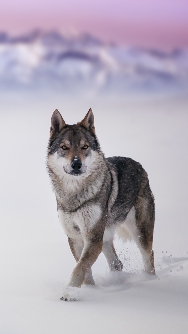 Animal Wolf, Depth Of Field, Snow, 750x1334, Phone HD Wallpaper