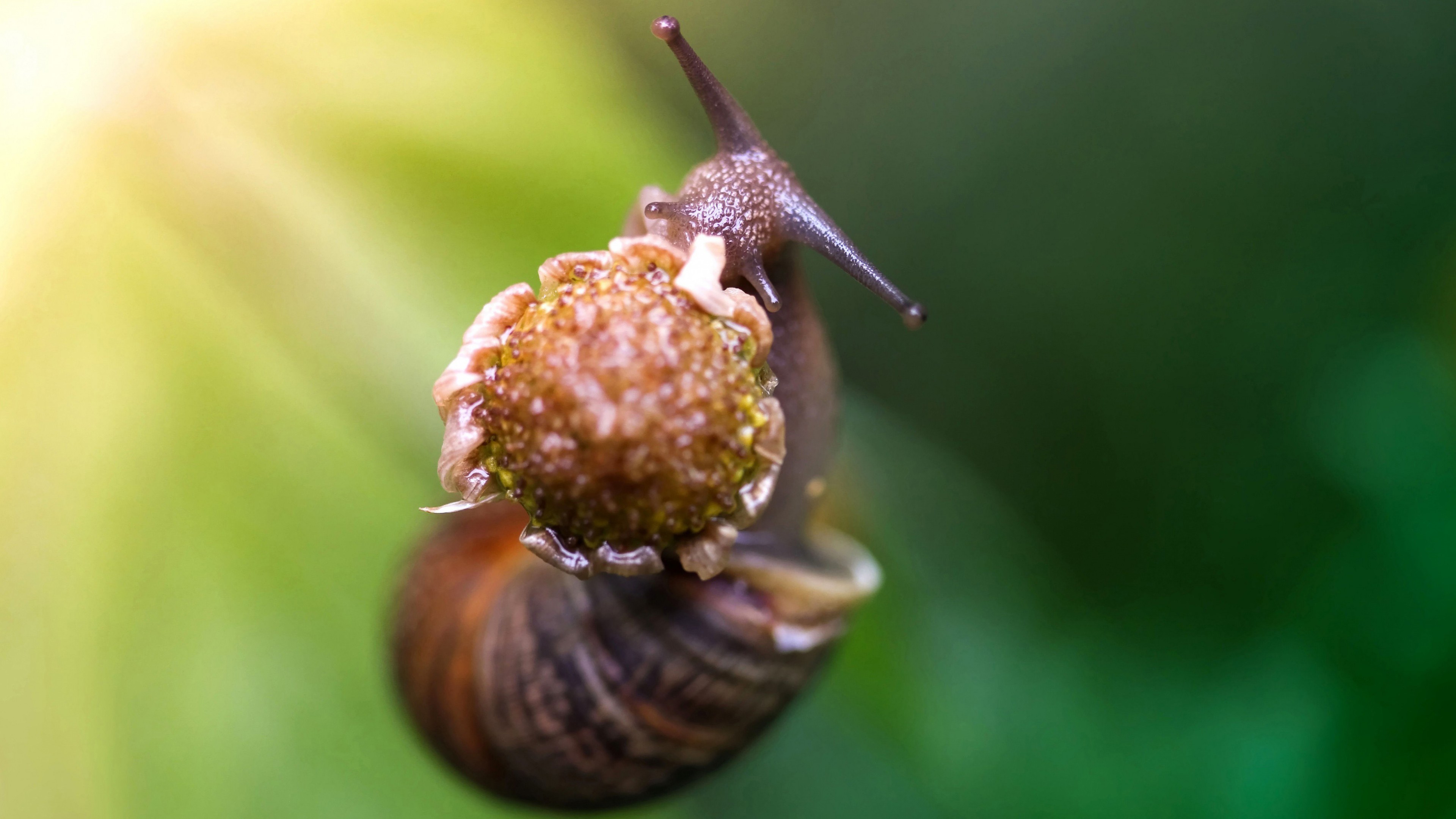 snail, eating flower, green background, nature, HD Wallpaper