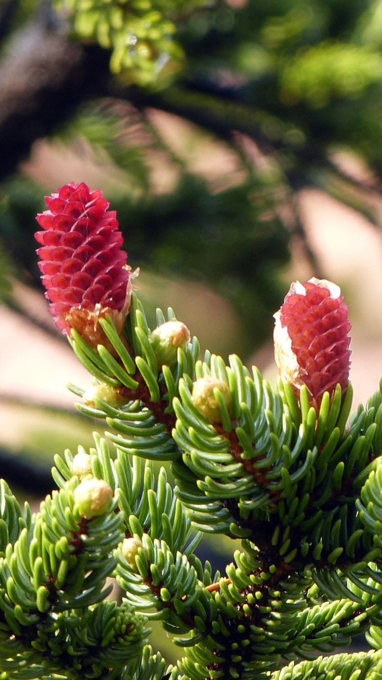 Earth Flower, 750x1334, Phone HD Wallpaper