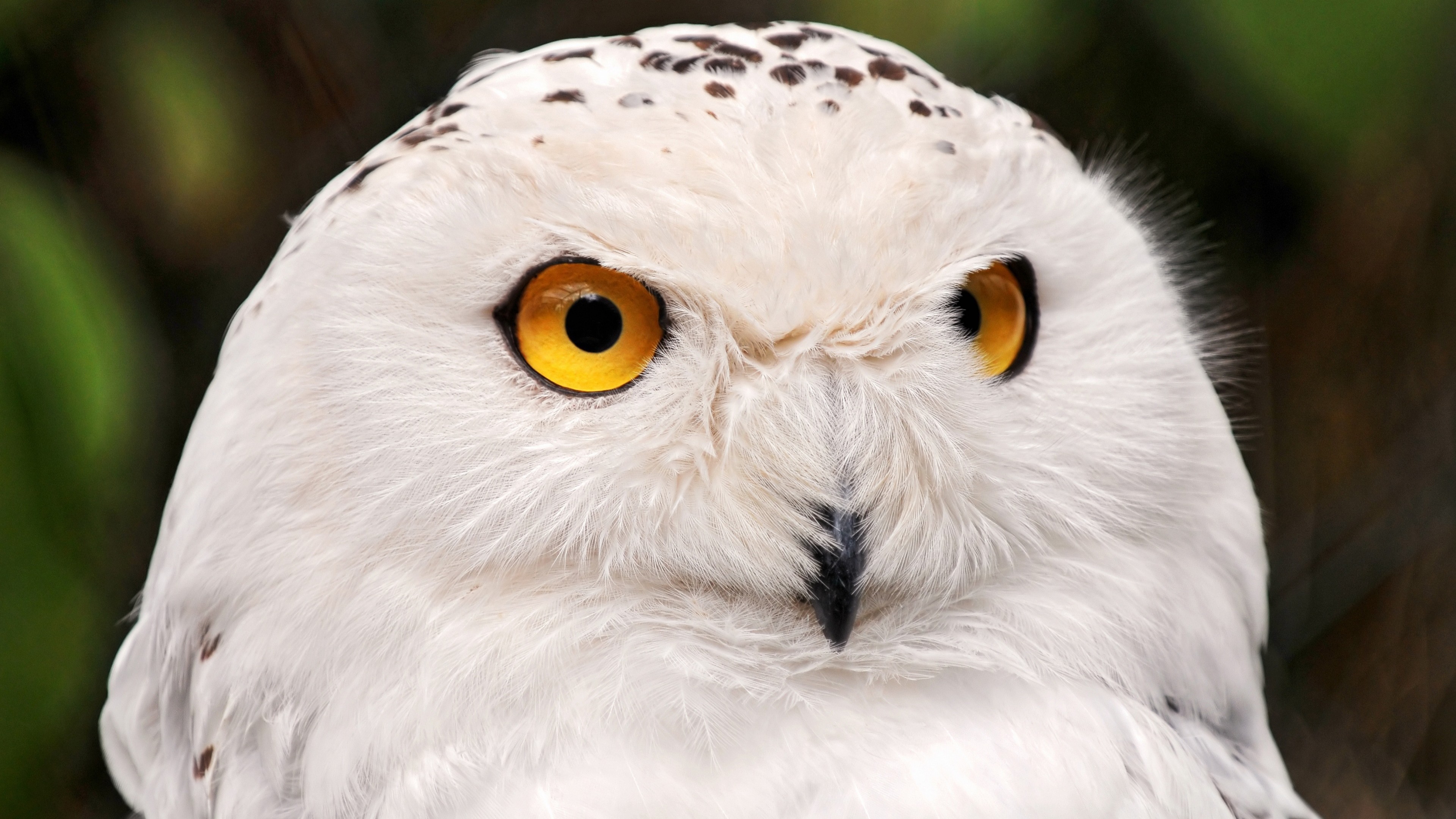 snowy owl, yellow eyes, portrait, wild nature, HD Wallpaper