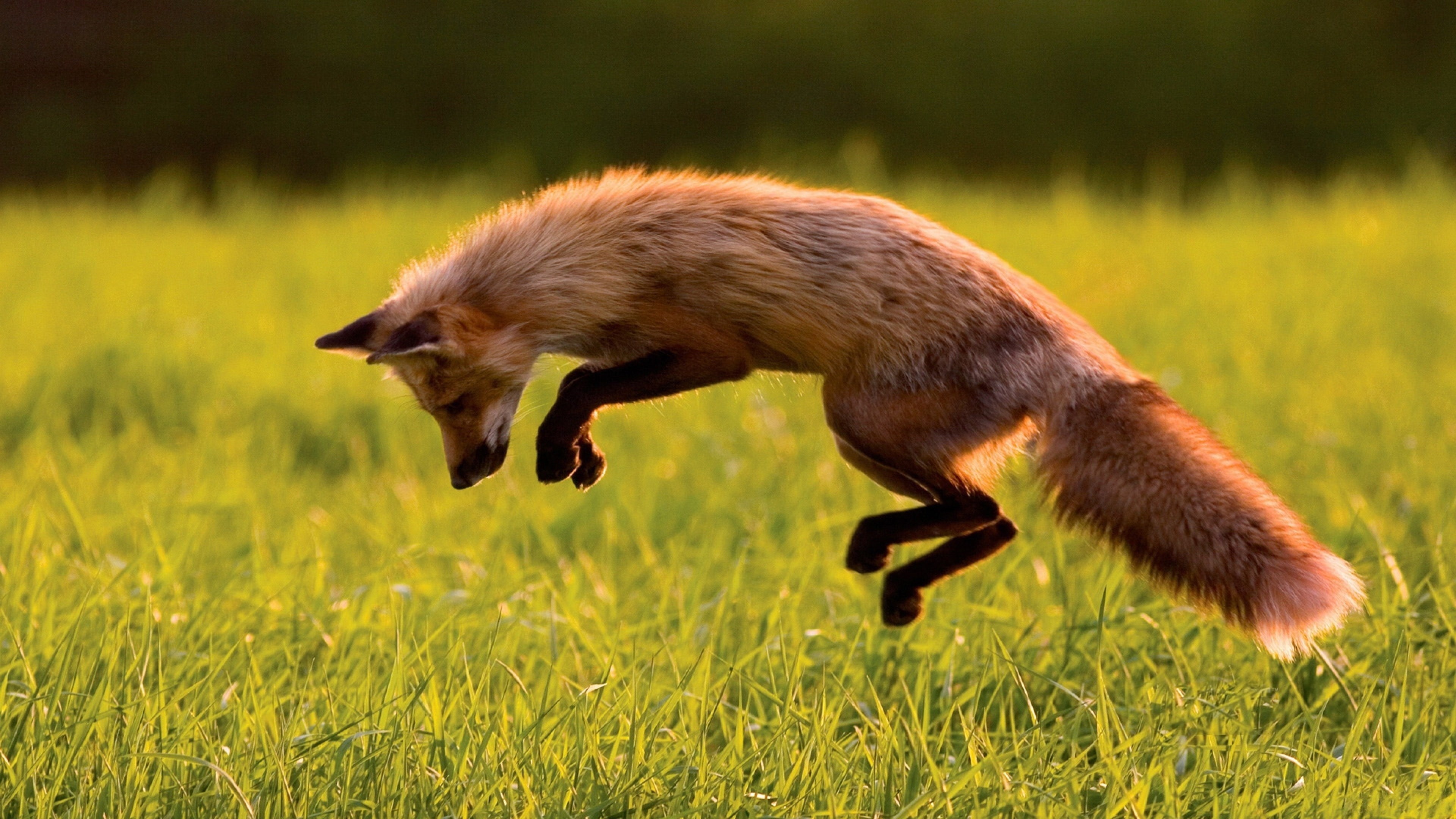 Red Fox, green grass, jumping, sunny day, wild nature, HD Wallpaper