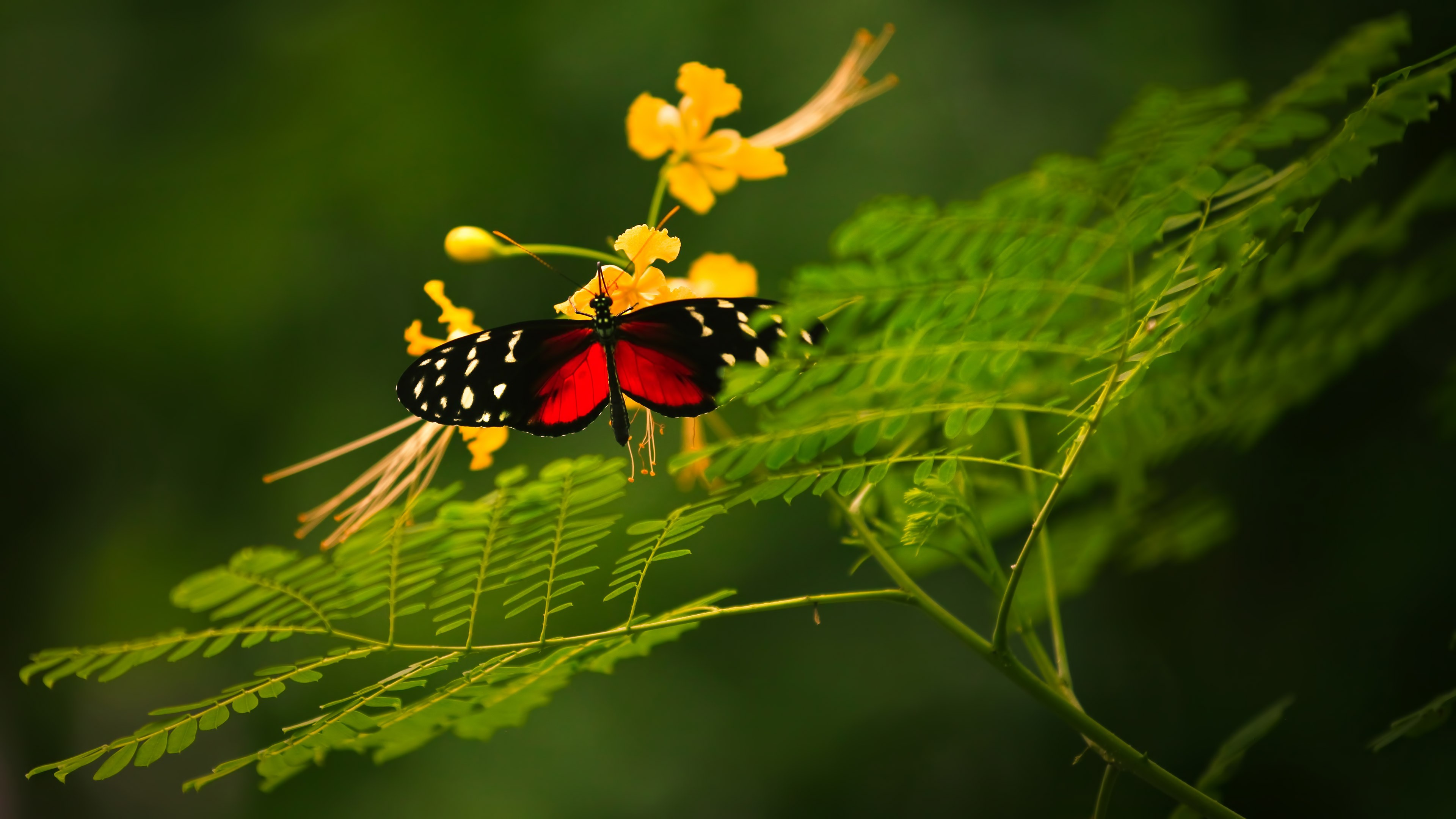 Beautiful Butterfly, red wings, green background, wild nature, yellow flowers, insects, HD Wallpaper