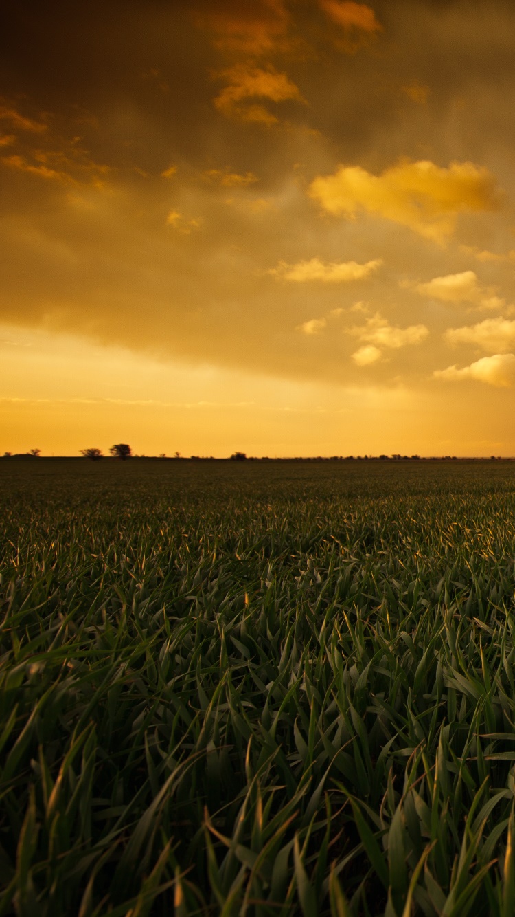 Earth Sunset, Sky, Field, 750x1334, Phone HD Wallpaper