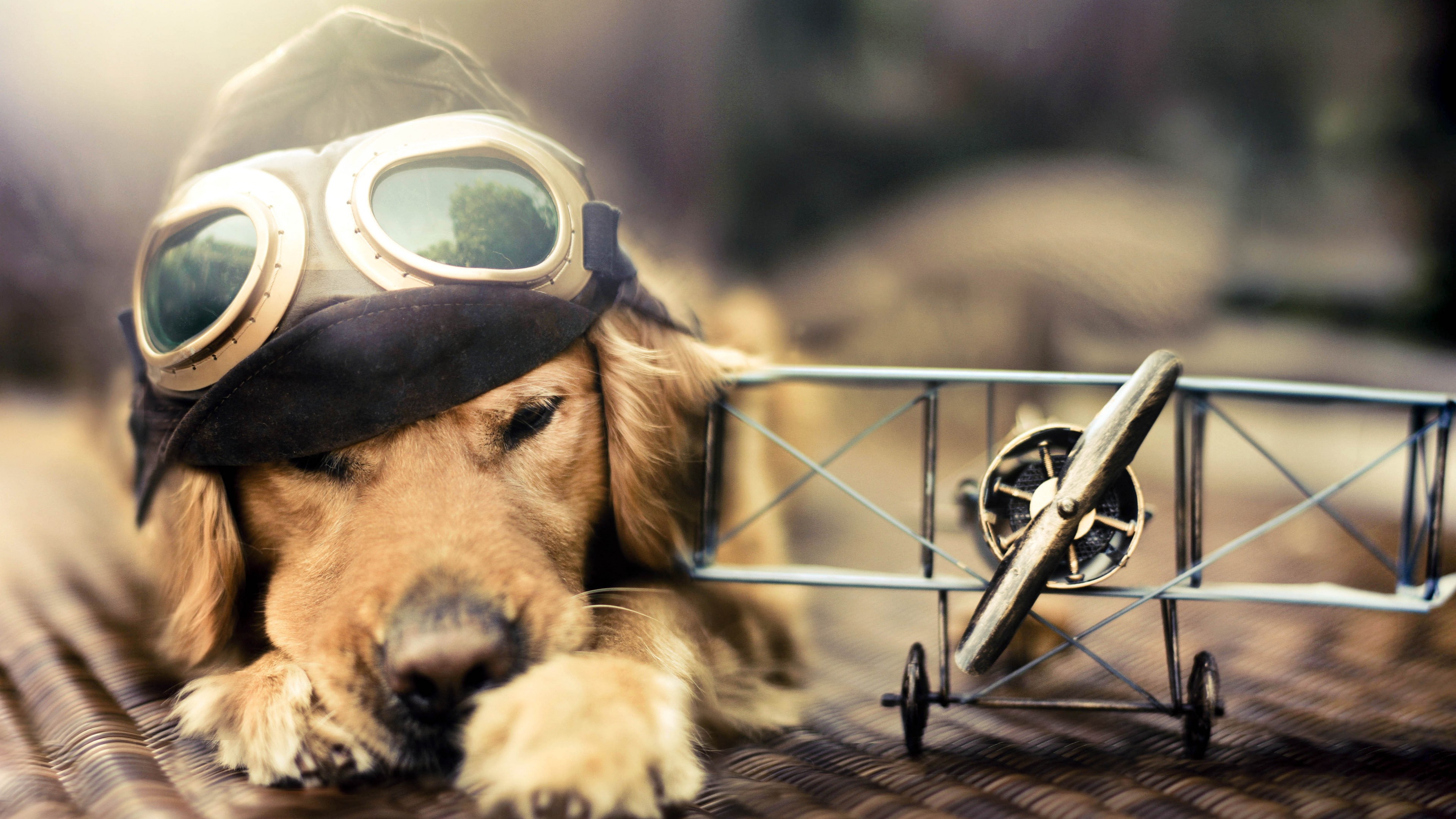 Puppy, Dog, plane, glasses, pet, HD Wallpaper
