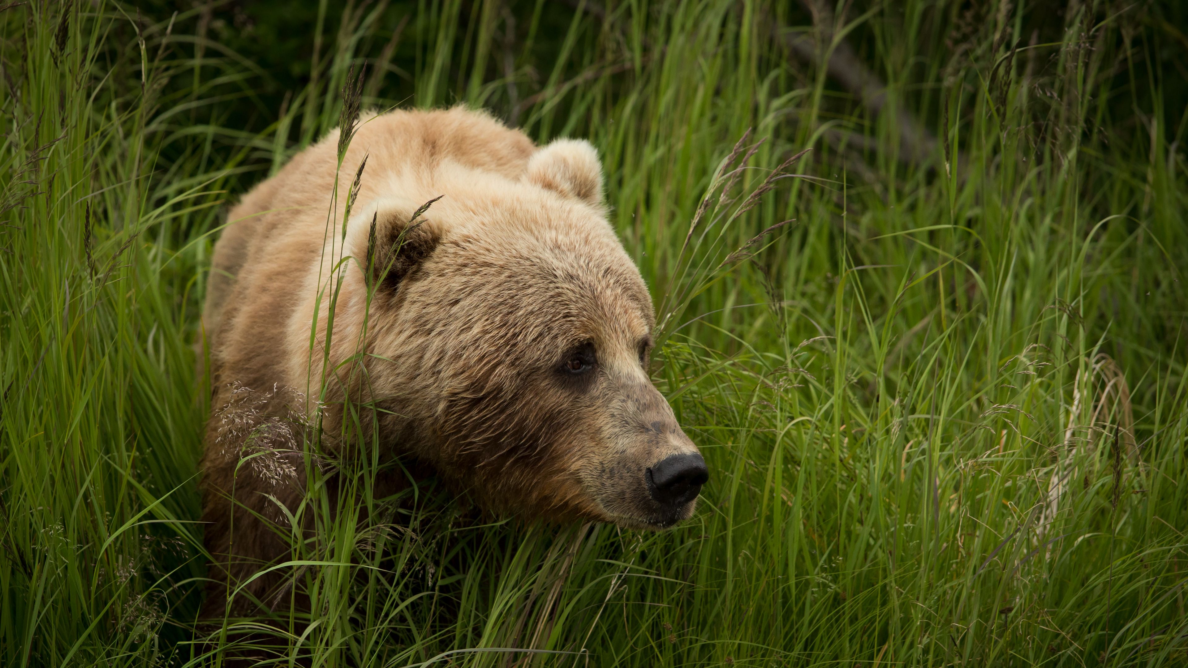 bear, predator, brown, grass, 4k, HD Wallpaper