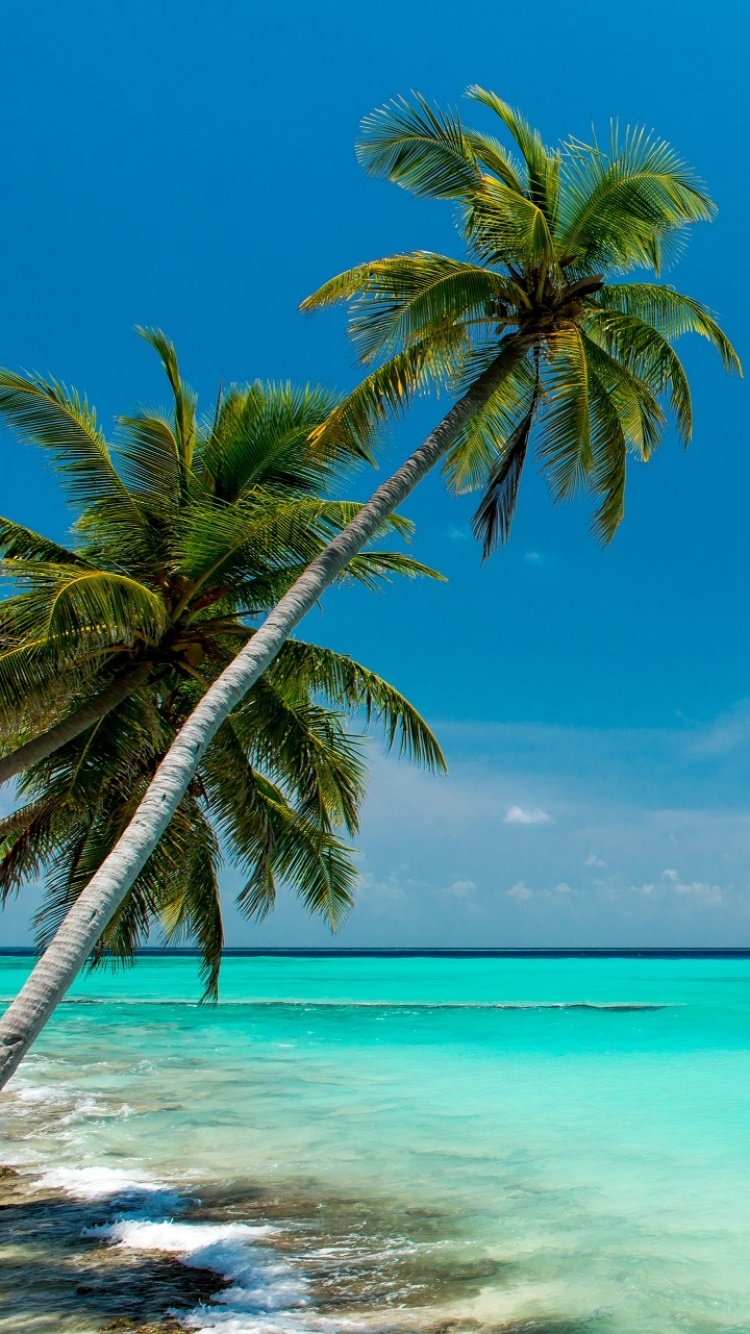 Earth Ocean, Horizon, Palm Tree, 750x1334, Phone HD Wallpaper