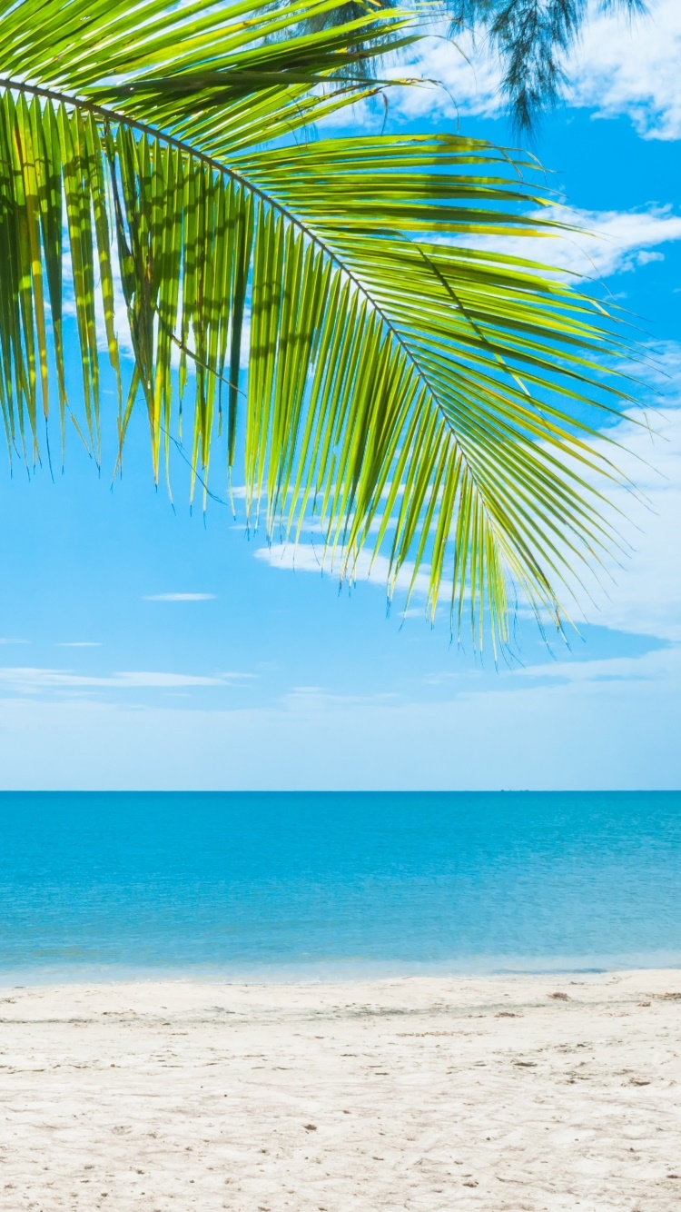 Earth Ocean, Sand, Palm Tree, Nature, Horizon, Tropical, 750x1334, Phone HD Wallpaper