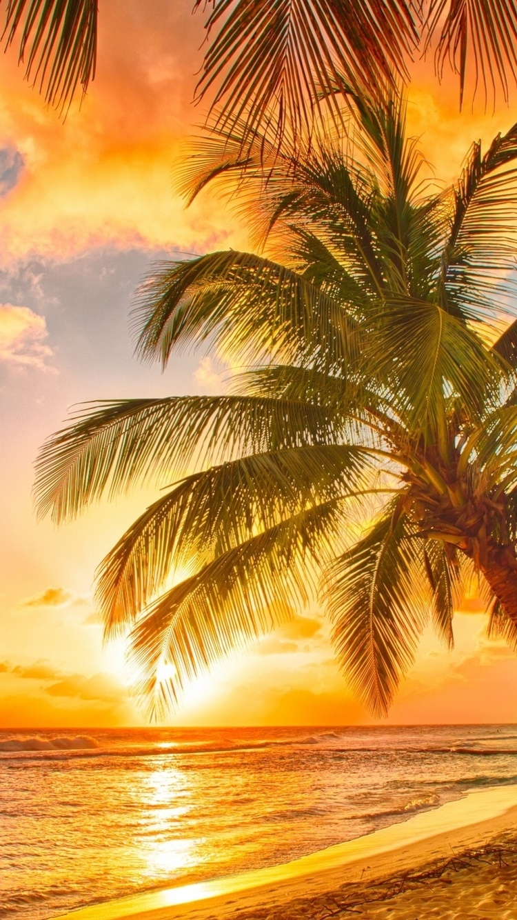 Earth Sunset, Sea, Palm Tree, Sky, Tropics, Cloud, 750x1334, Phone HD Wallpaper