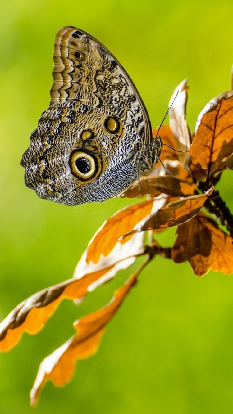 Animal Butterfly, Insect, 750x1334, Phone HD Wallpaper