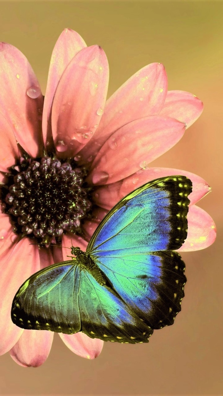 Animal Butterfly, Flower, Pink Flower, 750x1334, Phone HD Wallpaper