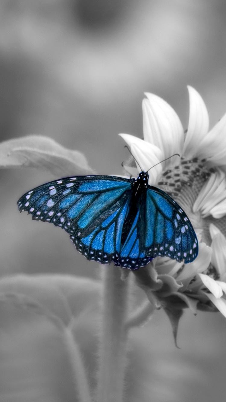 Animal Butterfly, Macro, Selective Color, Flower, 750x1334, Phone HD Wallpaper