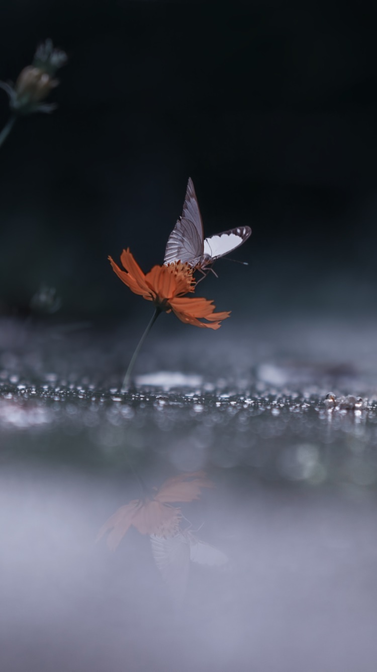 Animal Butterfly, Flower, Rain, Insect, 750x1334, Phone HD Wallpaper