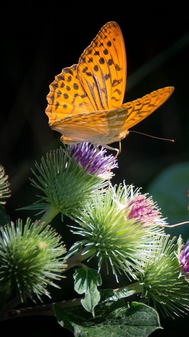 Animal Butterfly, Flower, Orange (Color), 750x1334, Phone HD Wallpaper