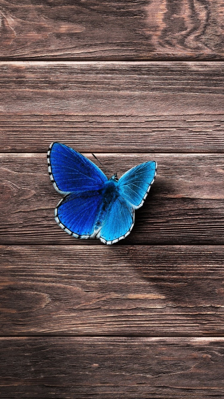 Animal Butterfly, Blue, 750x1334, Phone HD Wallpaper