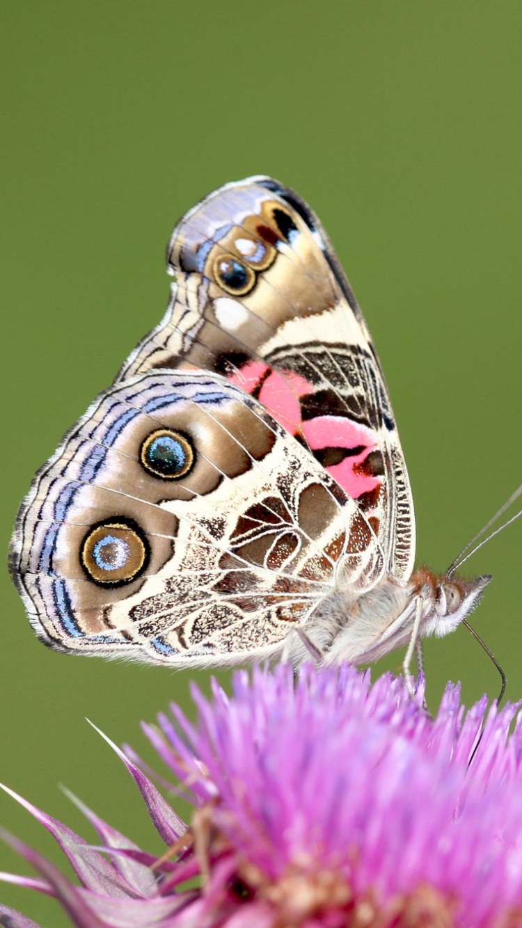Animal Butterfly, Macro, Flower, 750x1334, Phone HD Wallpaper
