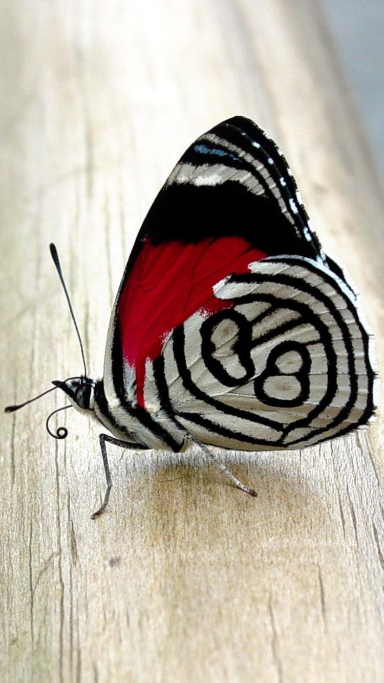Animal Butterfly, Insect, 750x1334, Phone HD Wallpaper