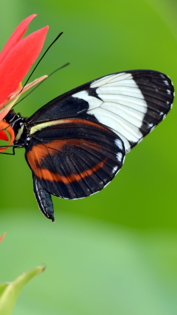 Animal Butterfly, 750x1334, Phone HD Wallpaper