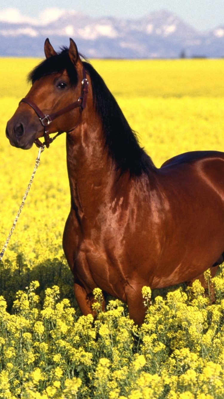 Animal Horse, 750x1334, Phone HD Wallpaper