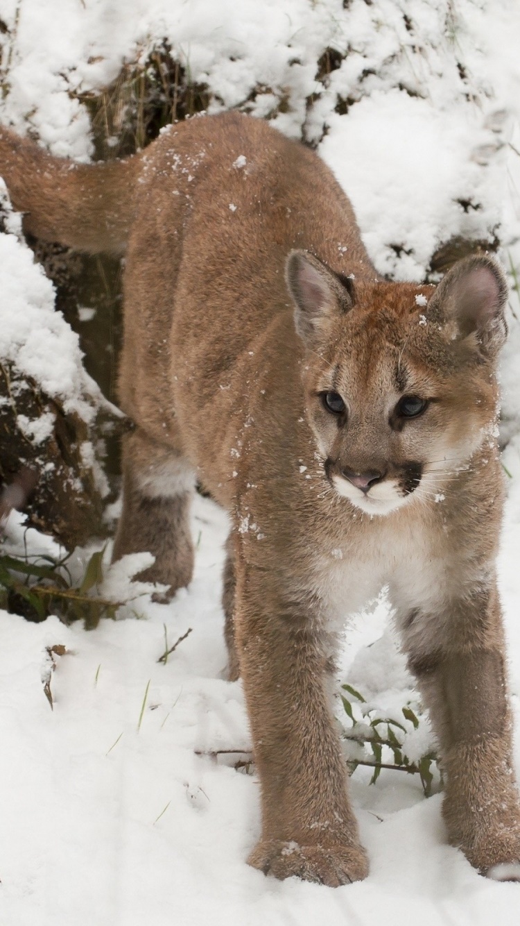 Animal Cougar, Snow, Baby Animal, 750x1334, Phone HD Wallpaper