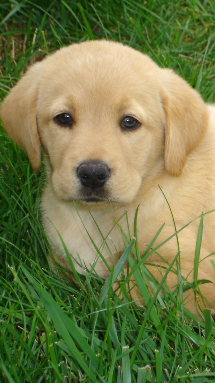 Animal Labrador Retriever, 750x1334, Phone HD Wallpaper