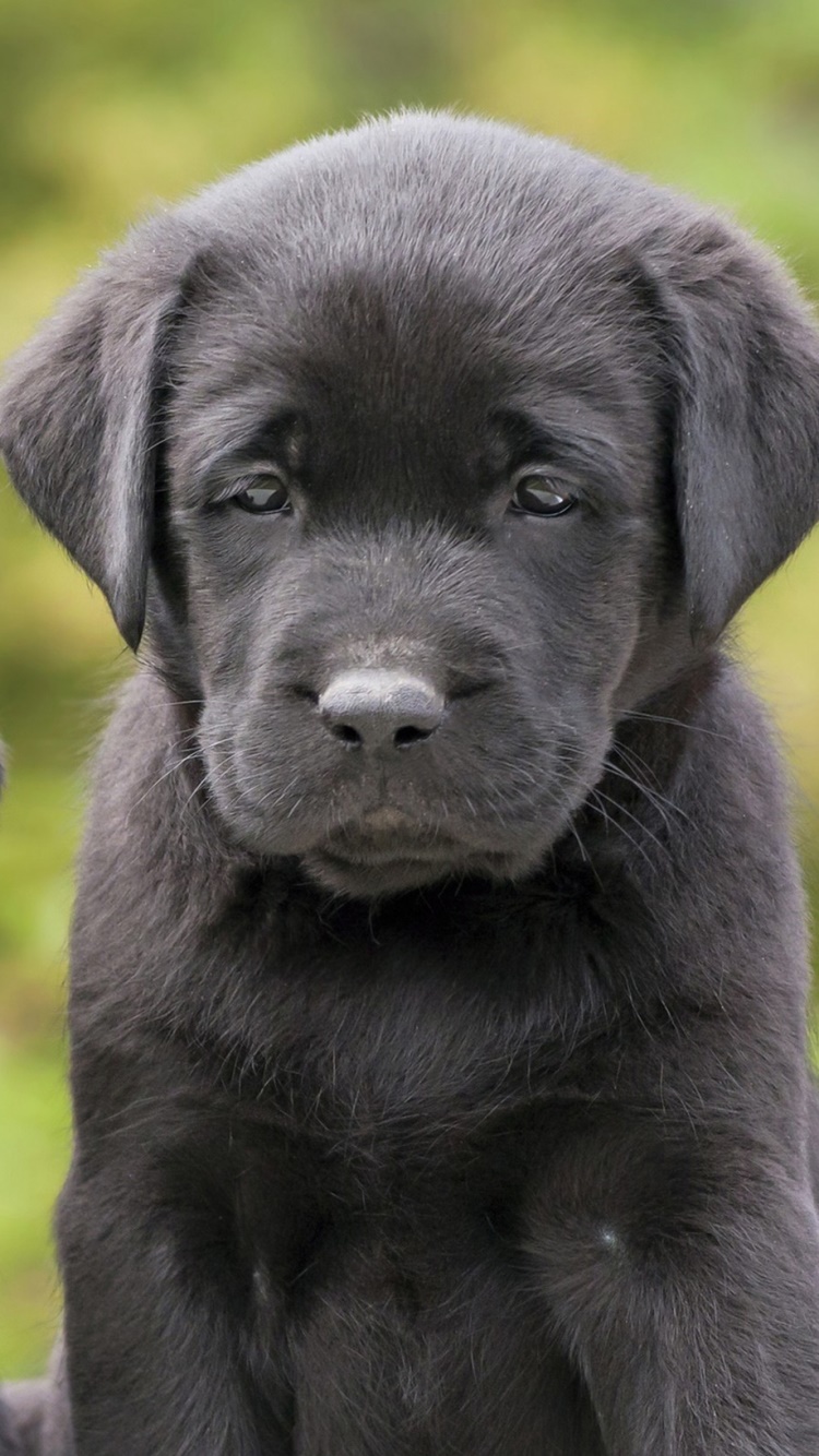 Animal Labrador Retriever, Bokeh, Puppy, Dog, 750x1334, Phone HD Wallpaper