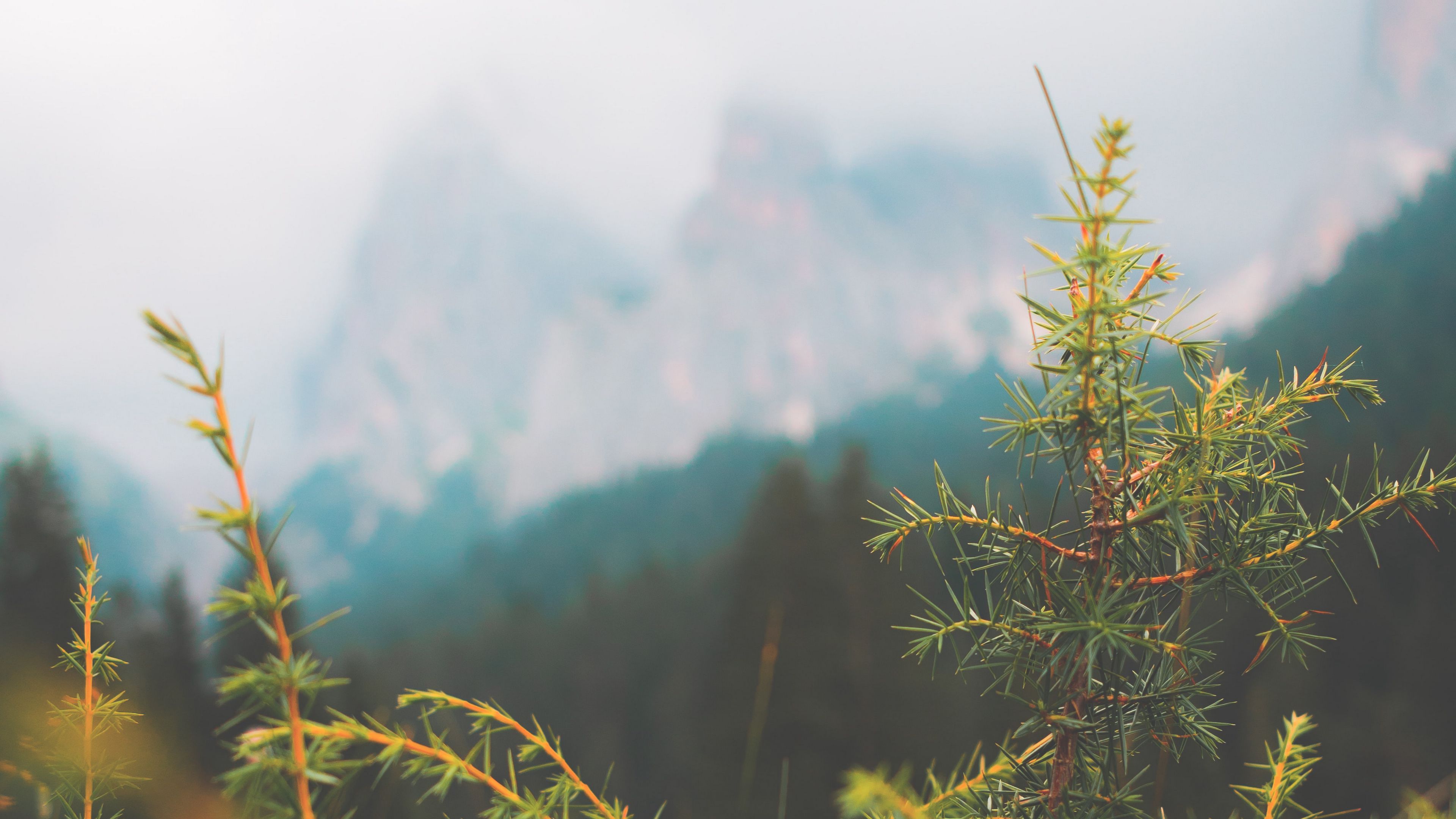 needles, fir, macro, green, 4k, HD Wallpaper