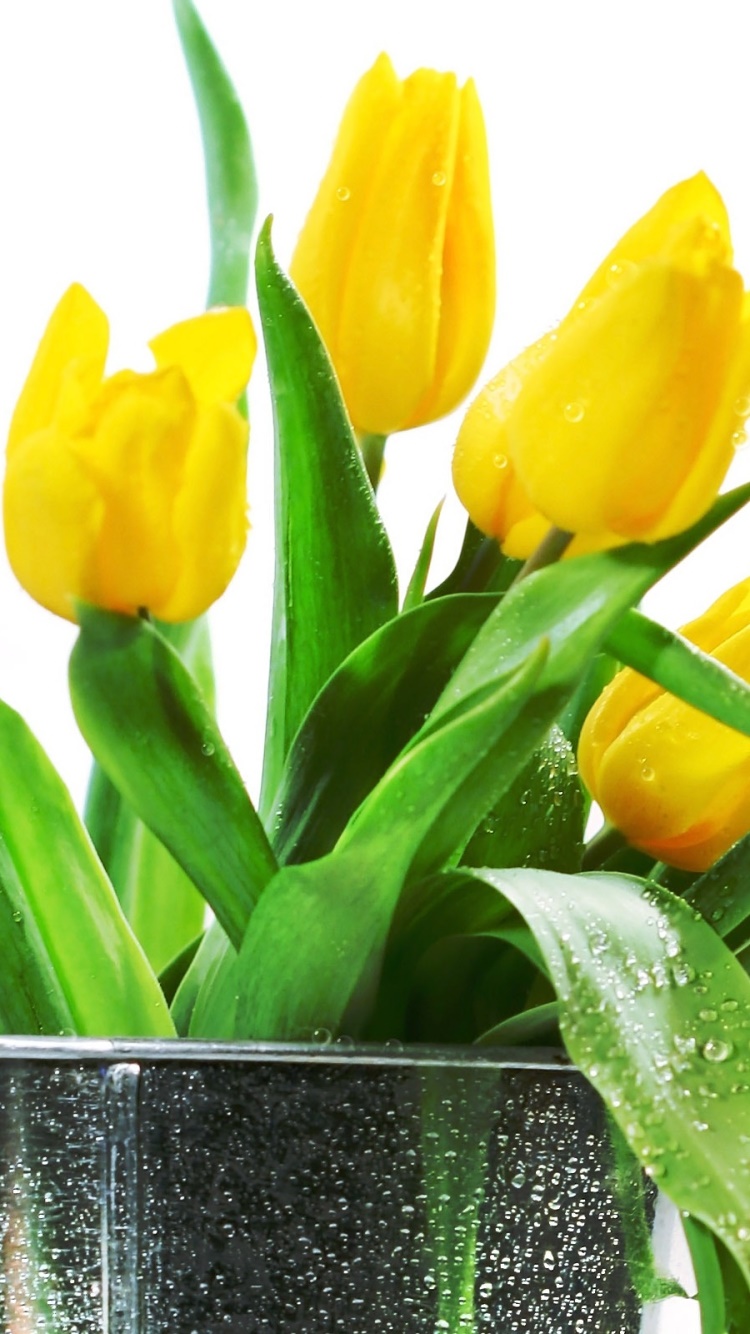 Man Made Flower, Tulip, 750x1334, Phone HD Wallpaper