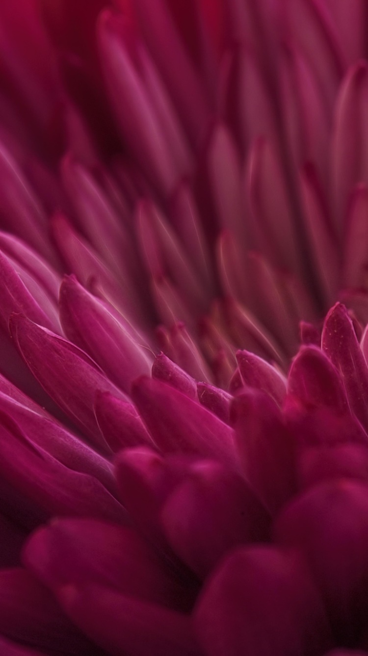 Earth Flower, Purple Flower, Macro, 750x1334, Phone HD Wallpaper
