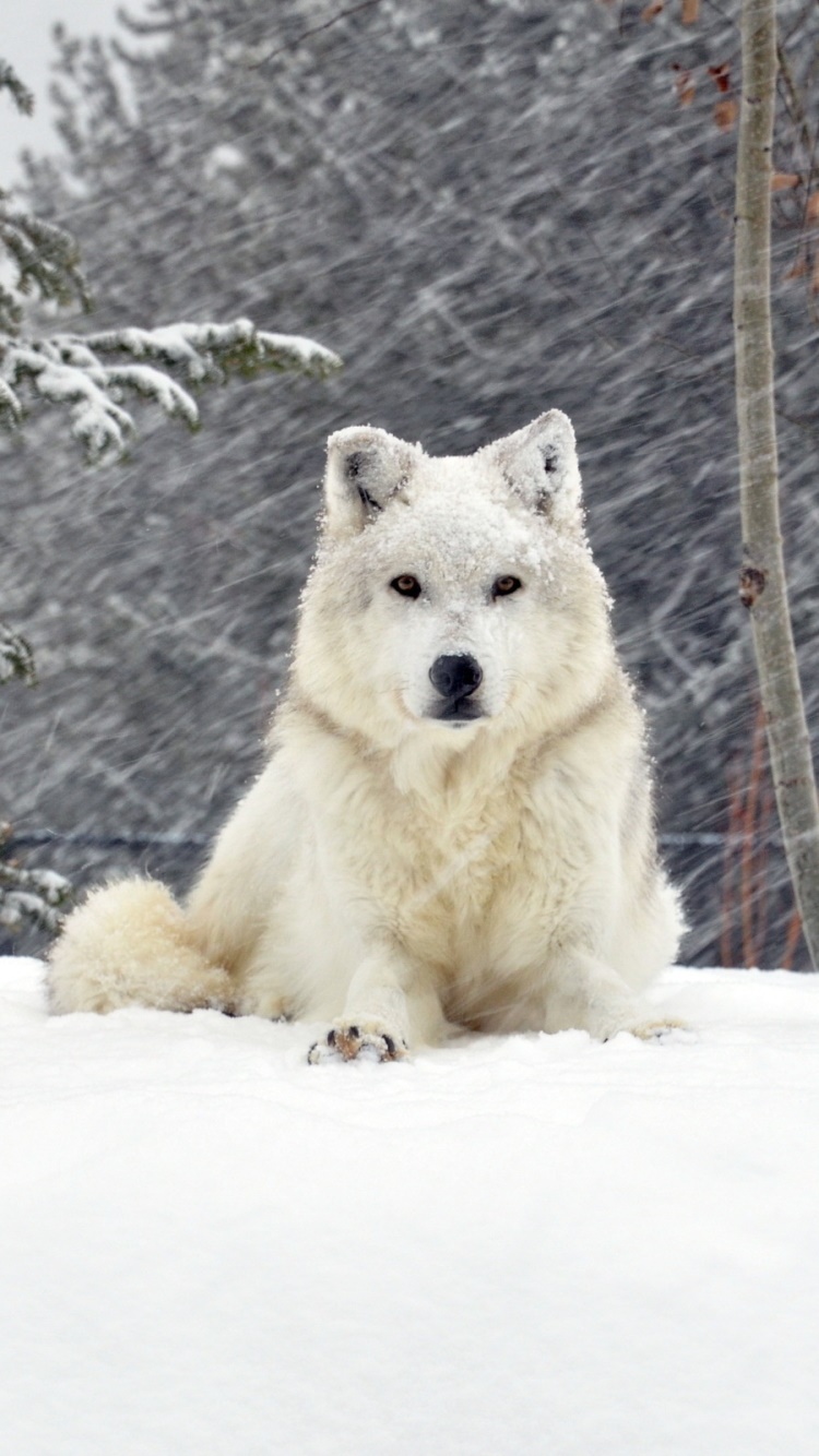 Animal Wolf, 750x1334, Phone HD Wallpaper