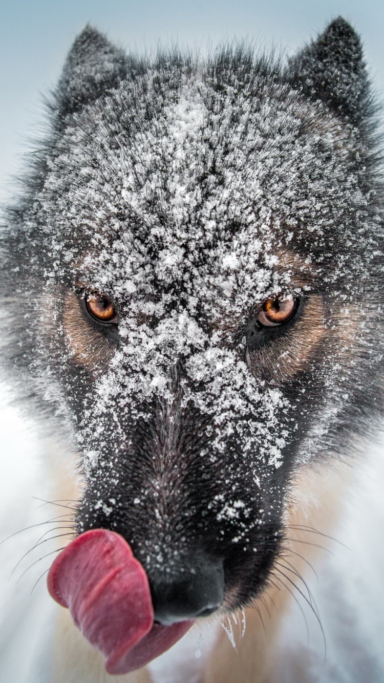 Animal Wolf, Stare, Depth Of Field, Snow, Winter, 750x1334, Phone HD Wallpaper