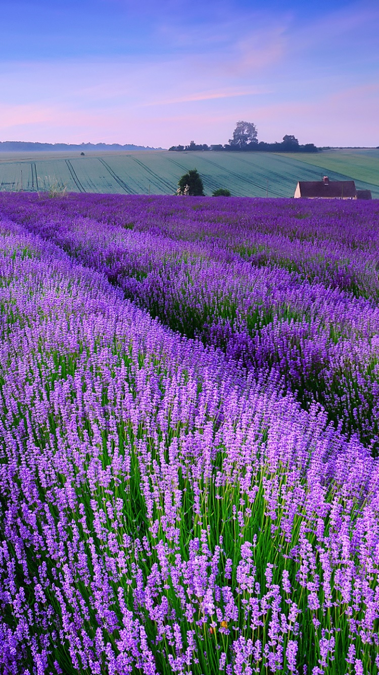 Earth Lavender, Field, 750x1334, Phone HD Wallpaper