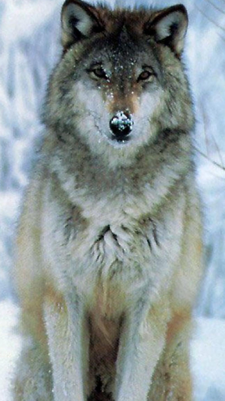 Animal Wolf, 750x1334, Phone HD Wallpaper
