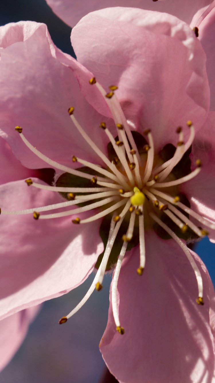Earth Flower, 750x1334, Phone HD Wallpaper