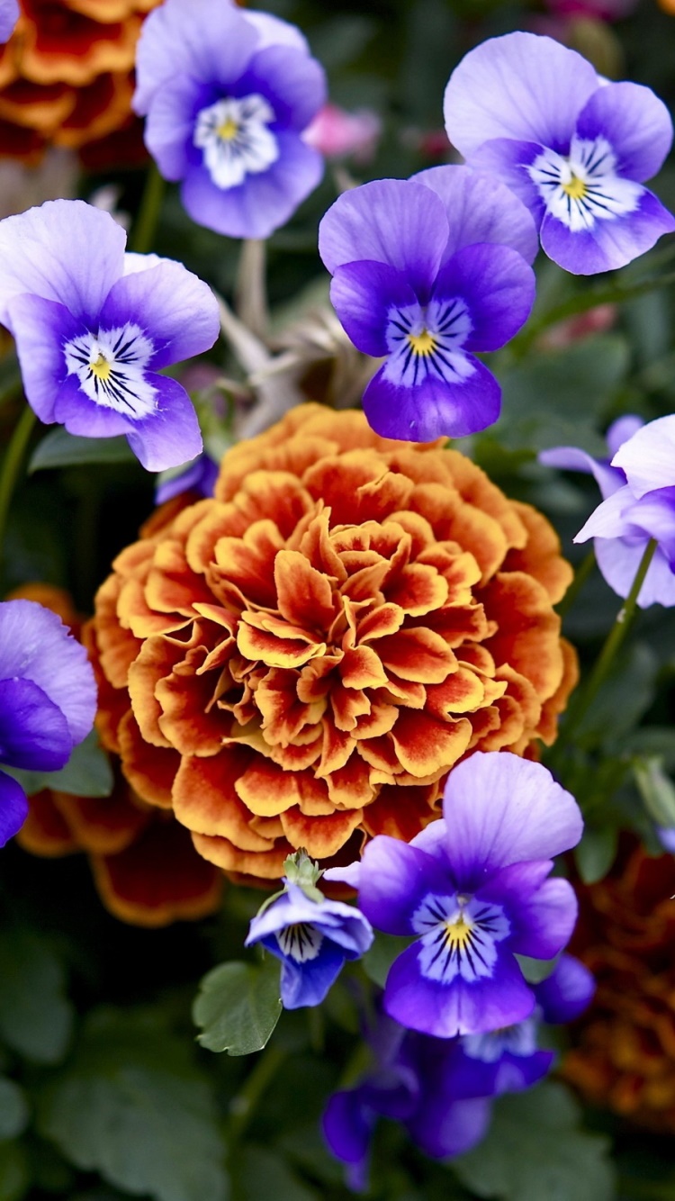 Earth Flower, 750x1334, Phone HD Wallpaper