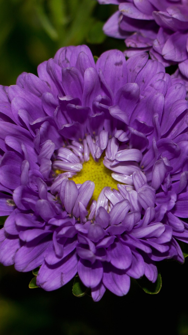 Earth Flower, 750x1334, Phone HD Wallpaper