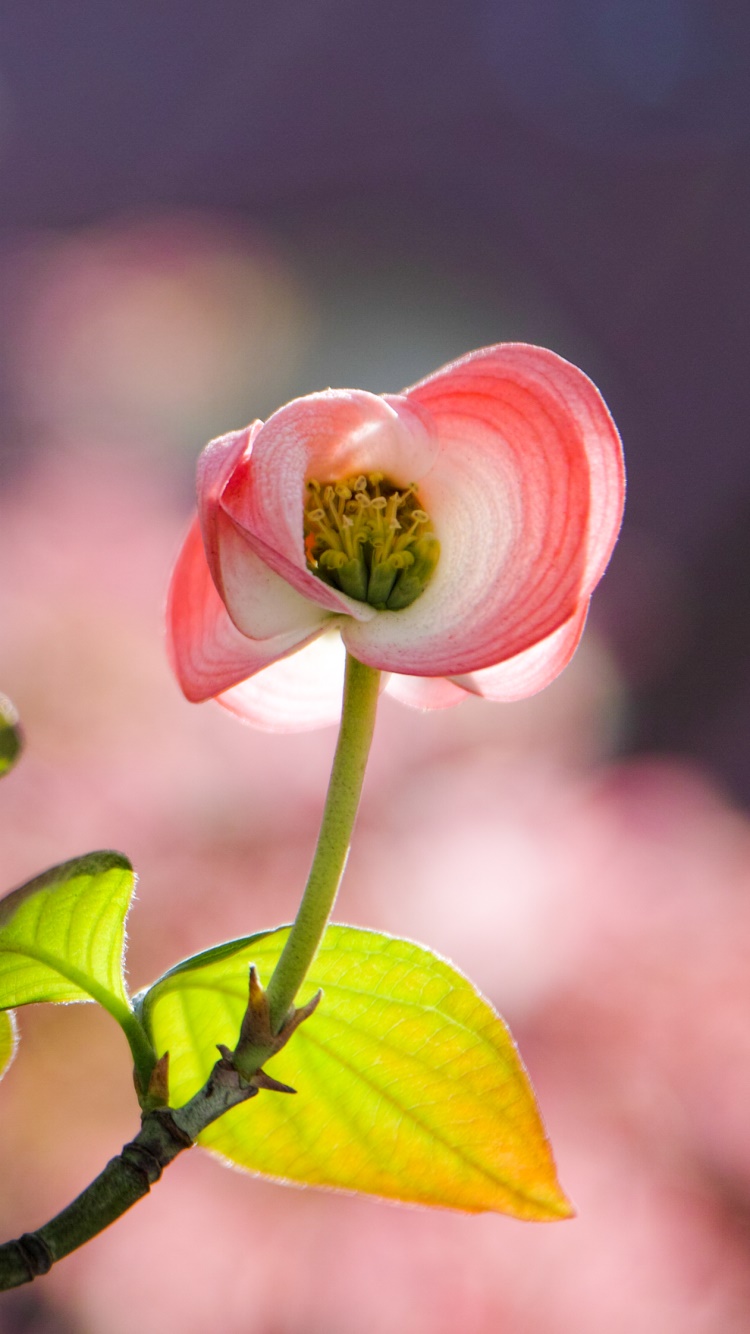 Earth Flower, Dogwood, Petal, Bokeh, Leaf, 750x1334, Phone HD Wallpaper