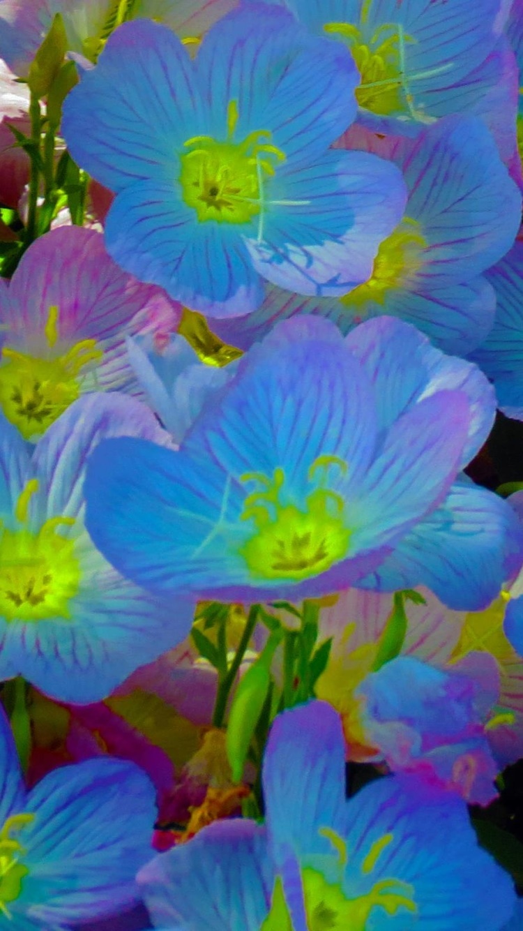 Earth Flower, 750x1334, Phone HD Wallpaper