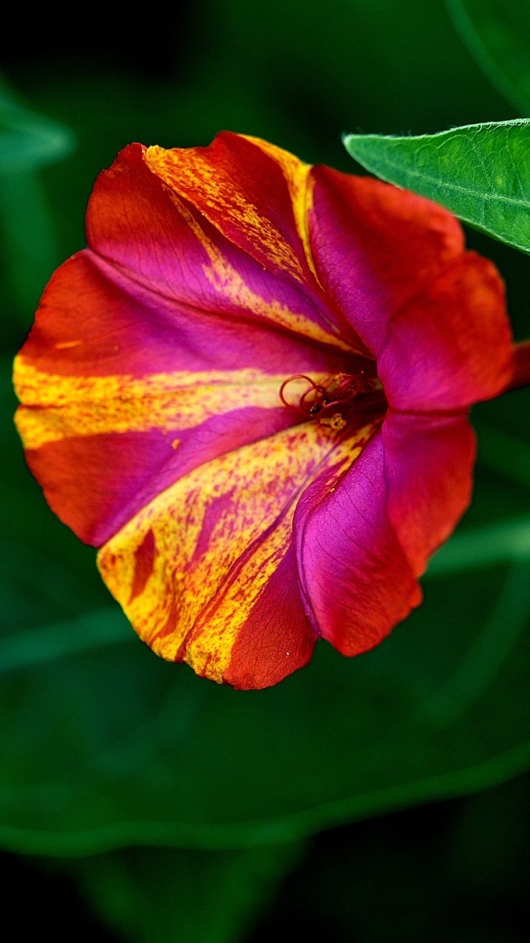 Earth Flower, Close-up, Green, Earth, Leaf, 750x1334, Phone HD Wallpaper
