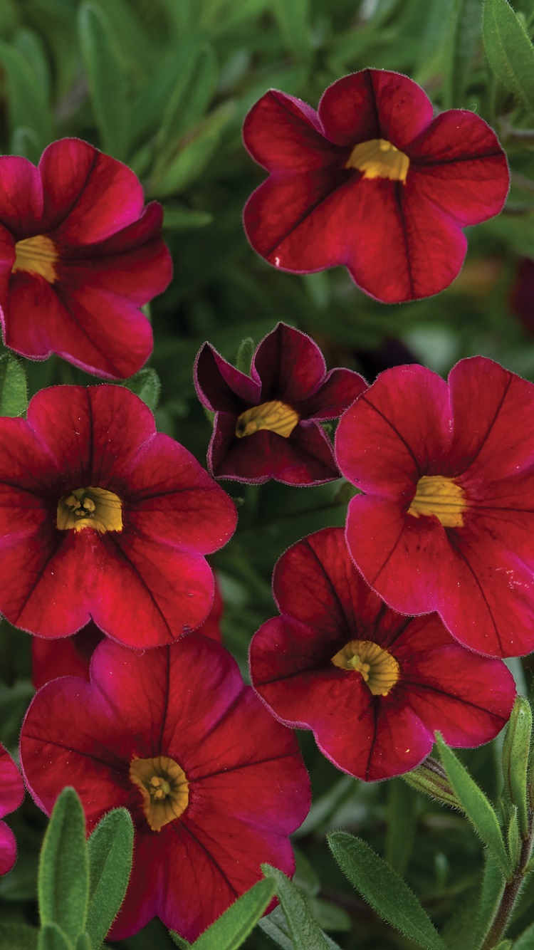 Earth Flower, Earth, Red Flower, Leaf, 750x1334, Phone HD Wallpaper